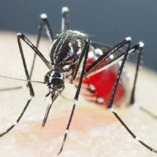 Aumento de casos de dengue acende alerta em Ipatinga; mais de 300 confirmações em novembro