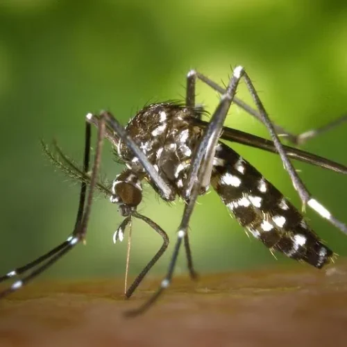 Casos de dengue dobram em Timóteo e acendem alerta da Secretaria de Saúde